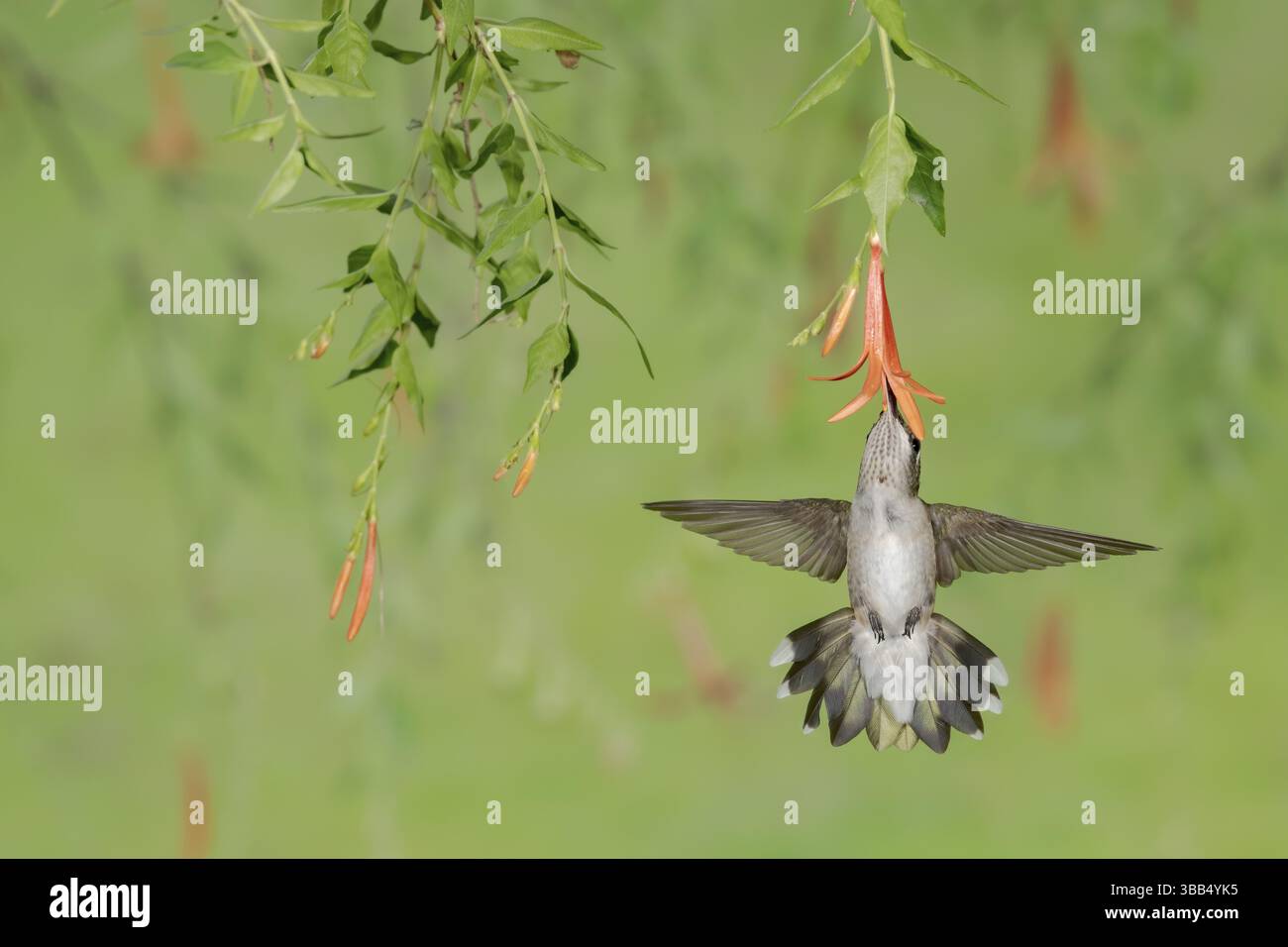 Ruby-throated Hummingbird (Archilochus colubris), das beim Füttern von Blütennektar fliegt, Texas, USA, Nordamerika Stockfoto