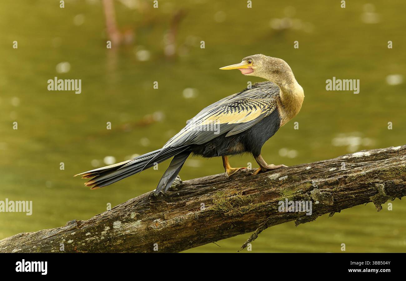 Weiblicher amerikanischer Schlangenhalsvogel (Anhinga anhinga) Stockfoto