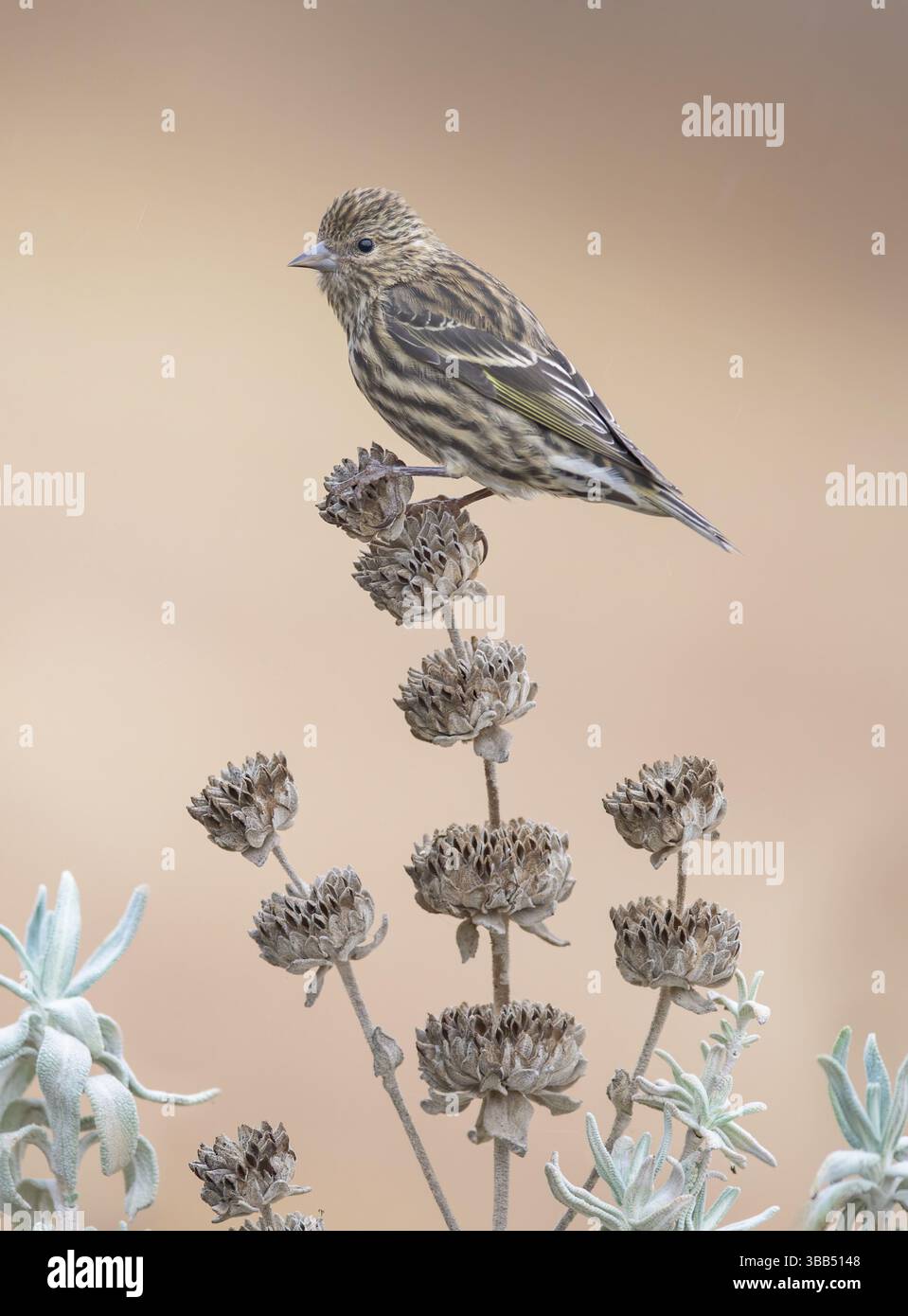 Pine Siskin (Spinus pinus), Kalifornien, USA, Nordamerika Stockfoto