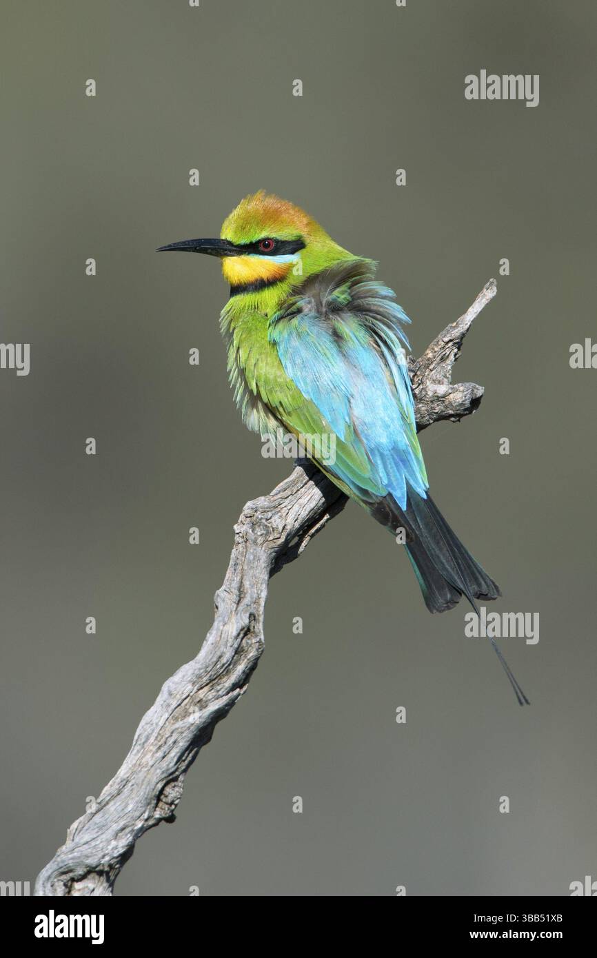 Regenbogenbienenfresser (Merops ornatus) auf einem Zweig, Südaustralien, Australien, Ozeanien Stockfoto
