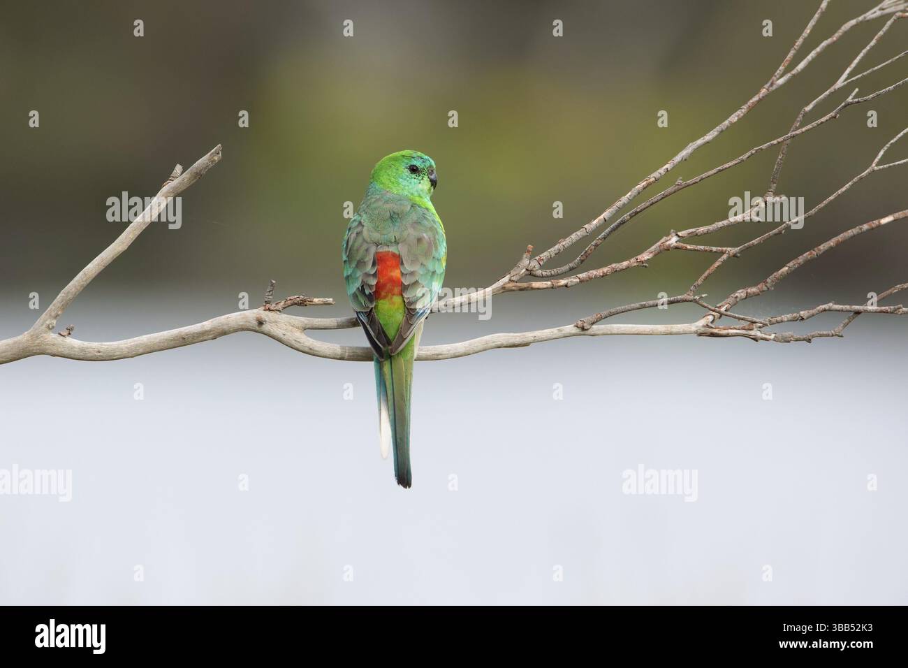 Rotwein-Papagei (Psephotus haematonotus), männlich auf einem Ast, Victoria, Australien, Ozeanien Stockfoto