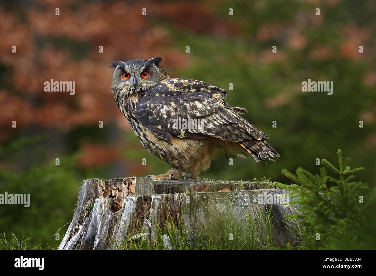 Eurasische Adlereule, Bubo Bubo, sitzend auf dem Baumstamm, Wildtierfoto im Wald mit orangen Herbstfarben, Deutschland. Vogel im Wald, zuerst Stockfoto