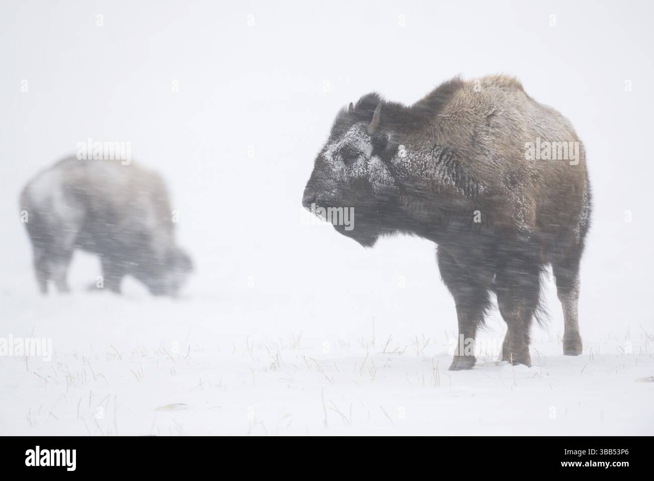 American Bison (Bos Bison) zwei Erwachsene in verschneiten Landschaften im Schneesturm, Yellowstone National Park, Wyoming, USA, Nordamerika Stockfoto