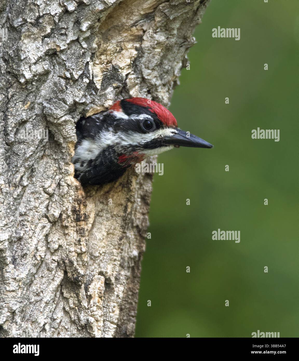 Rotnabelsapsucker - Sphyrapicus nuchalis, aus seinem Nestloch in Eastend, Saskatchewan, Kanada, Nordamerika Stockfoto