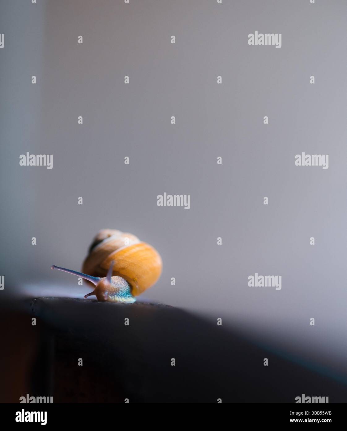 Nahaufnahme Porträts einer Schnecke Stockfoto