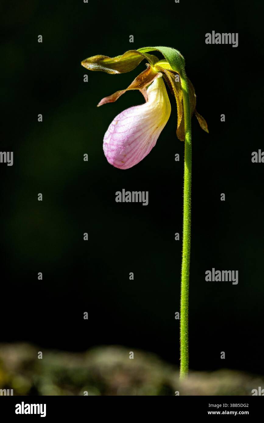 Pink Lady's Slipper (Cypripedium acaule) - Pisgah National Forest, Brevard, North Carolina, USA Stockfoto