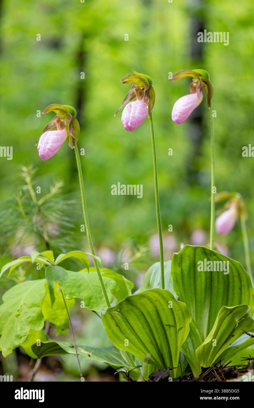Pink Lady's Slipper (Cypripedium acaule) - Pisgah National Forest, Brevard, North Carolina, USA Stockfoto