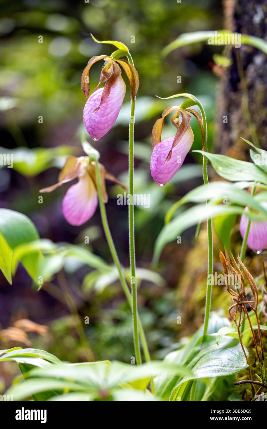 Pink Lady's Slipper (Cypripedium acaule) - Pisgah National Forest, Brevard, North Carolina, USA Stockfoto