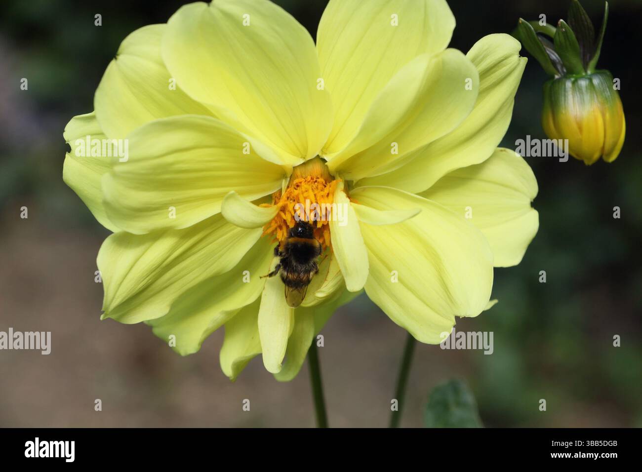 Die Honigbiene APIs mellifera ernährt sich von einer gelben Blume Dahlia Pinnata cav Stockfoto