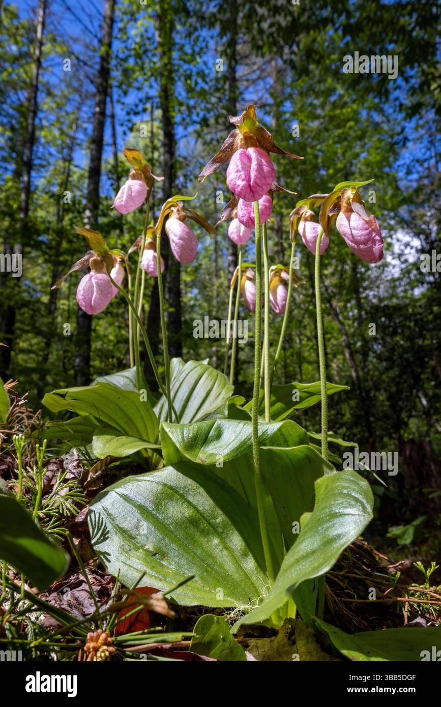 Pink Lady's Slipper (Cypripedium acaule) - Pisgah National Forest, Brevard, North Carolina, USA Stockfoto