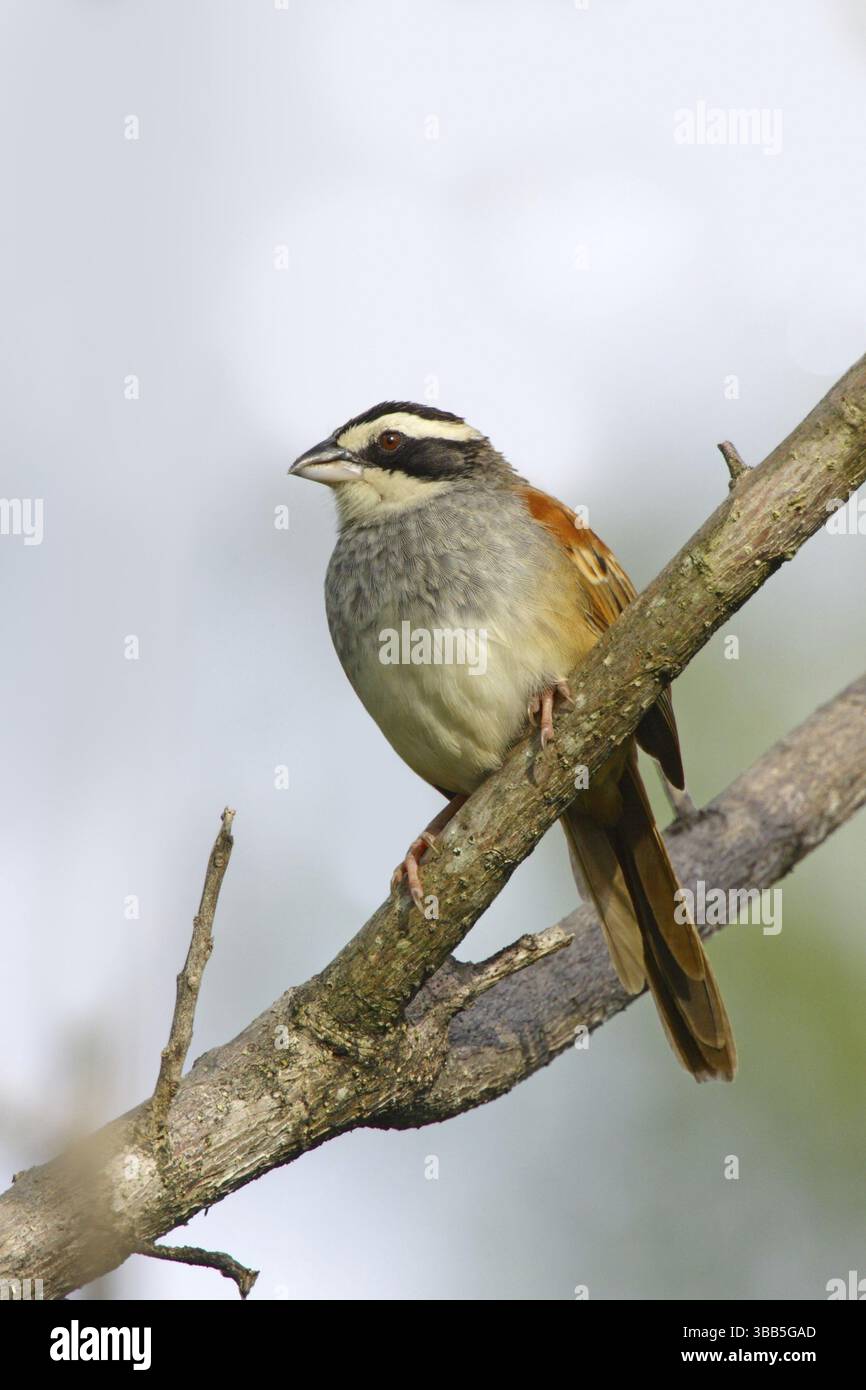 Streifenkopf-Sparrow Aimophila ruficauda ruficauda Santa Rosa National Park, Costa Rica 12. Oktober Erwachsene Emberizidae Stockfoto