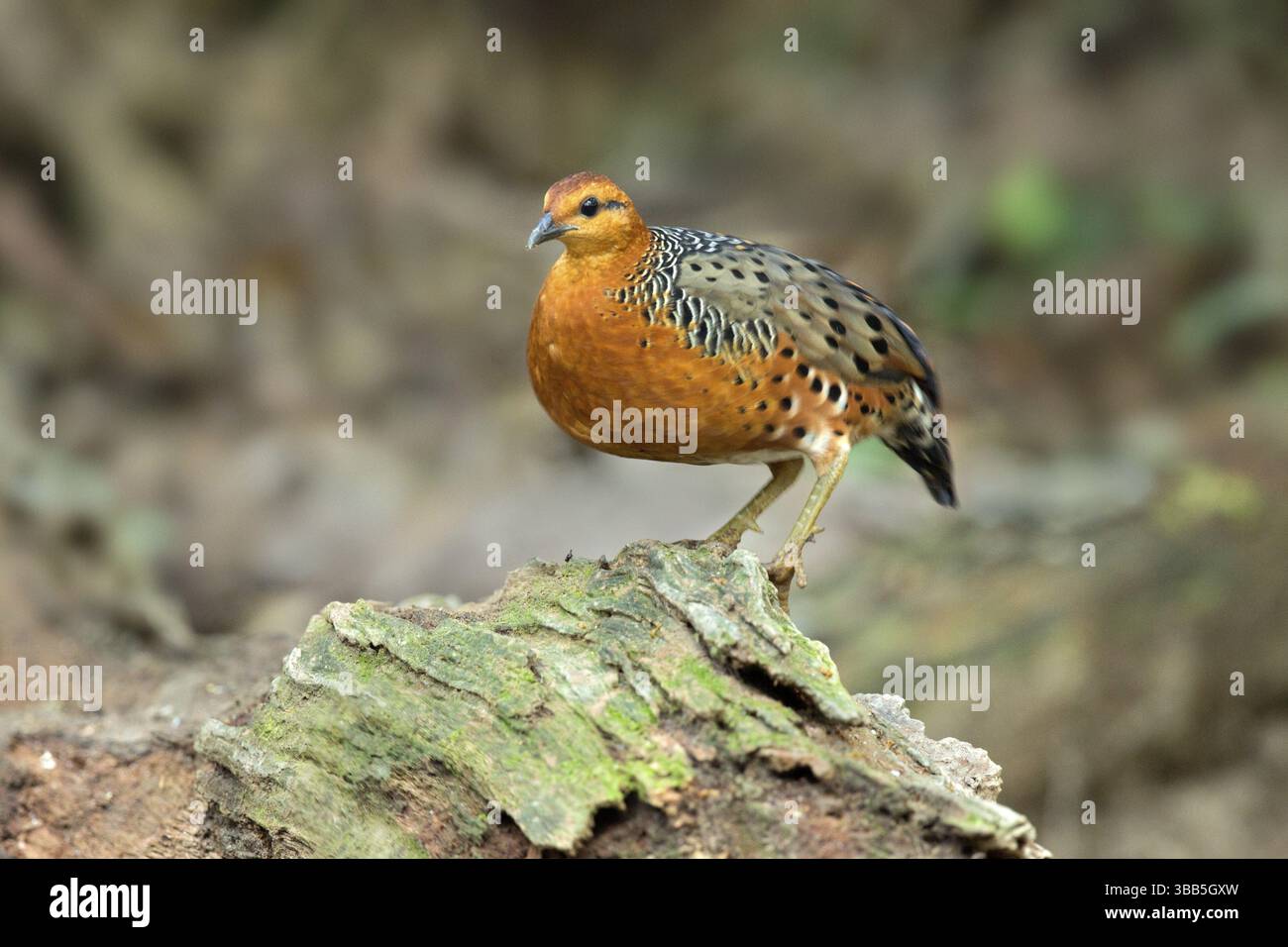 Ferruginöser Rebhühner (Caloperdix oculeus oculeus), männlich auf dem Boden, Pahang, Malaysia, Asien Stockfoto