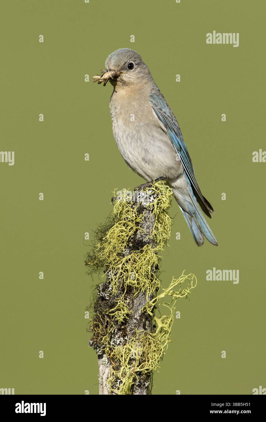 Mountain Bluebird (Sialia currucoides) Weibchen auf einem Zweig mit Nahrung im Schnabel, British Columbia, Kanada, Nordamerika Stockfoto
