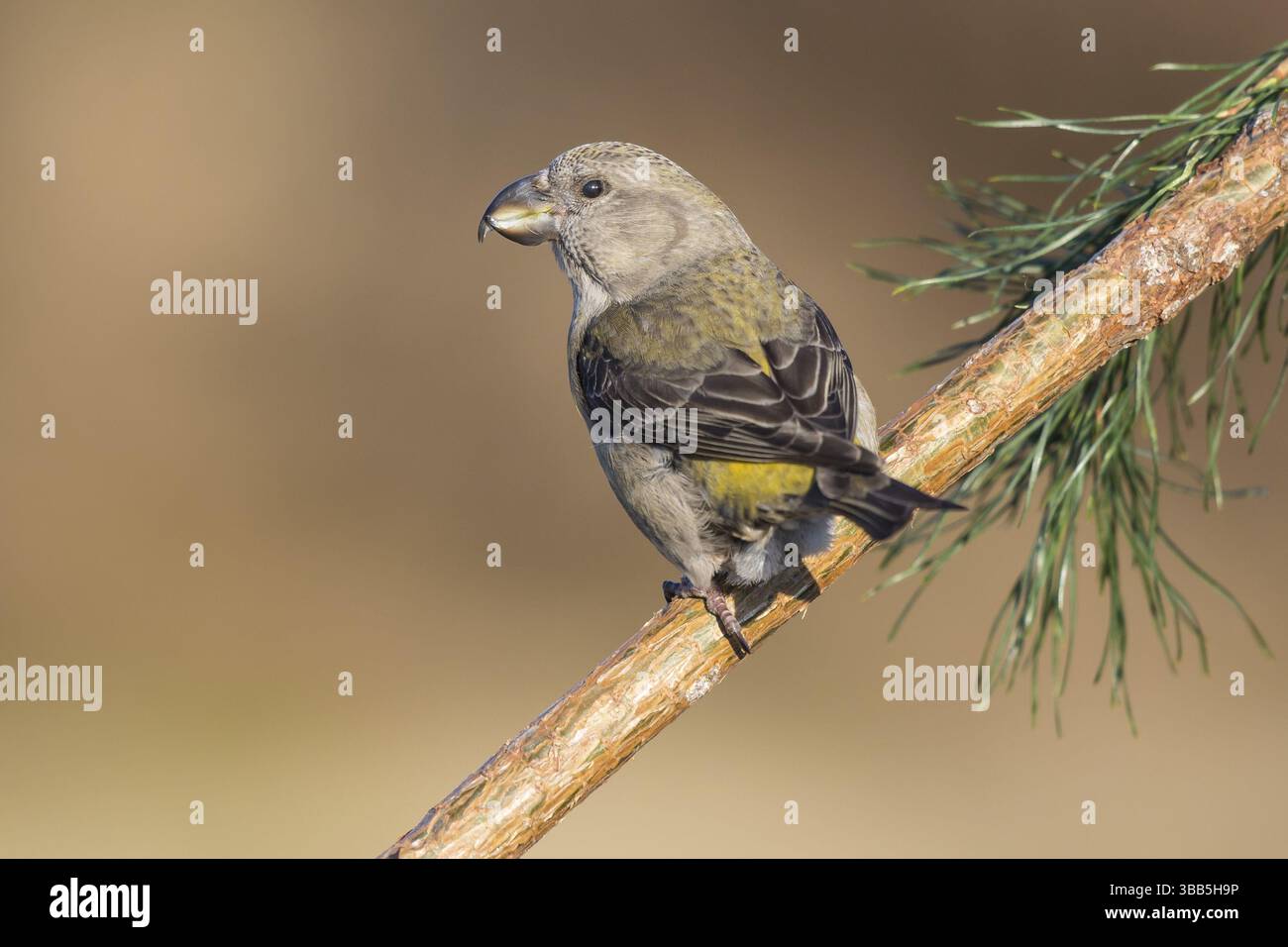 Papageienkreuzschnabel (Loxia pytyopsittacus), Weibchen auf einem Zweig, Niederlande Stockfoto