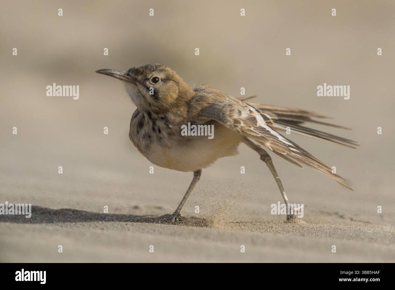 Wiedehopf-Lark (Alaemon alaudipes), Boa Vista, Kap Verde, Afrika Stockfoto