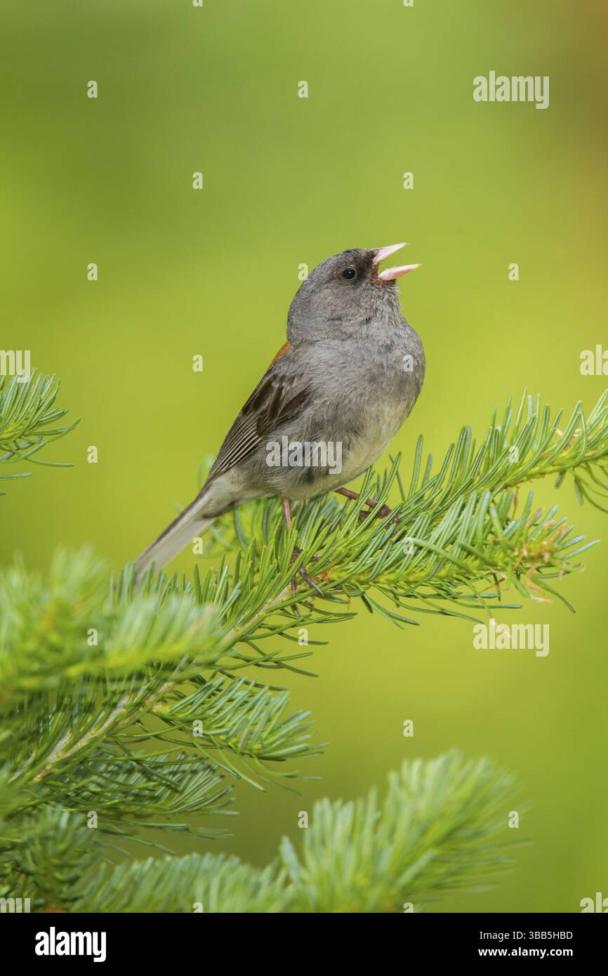 Dunkeläugige Junco Junco hyemalis östlich von Beaver, Utah, Vereinigte Staaten 4. Juli, Erwachsenensang. Emberizidae Grauköpfiges Rennen Stockfoto