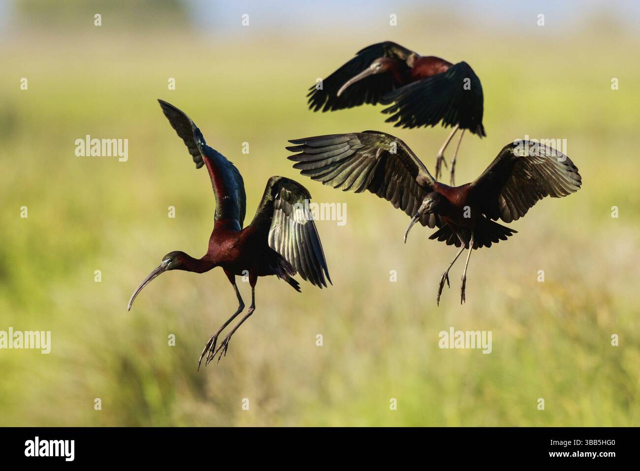 Glossy Ibis (Plegadis falcinellus) Gruppe nähert sich, Lesbos, Griechenland, Europa Stockfoto