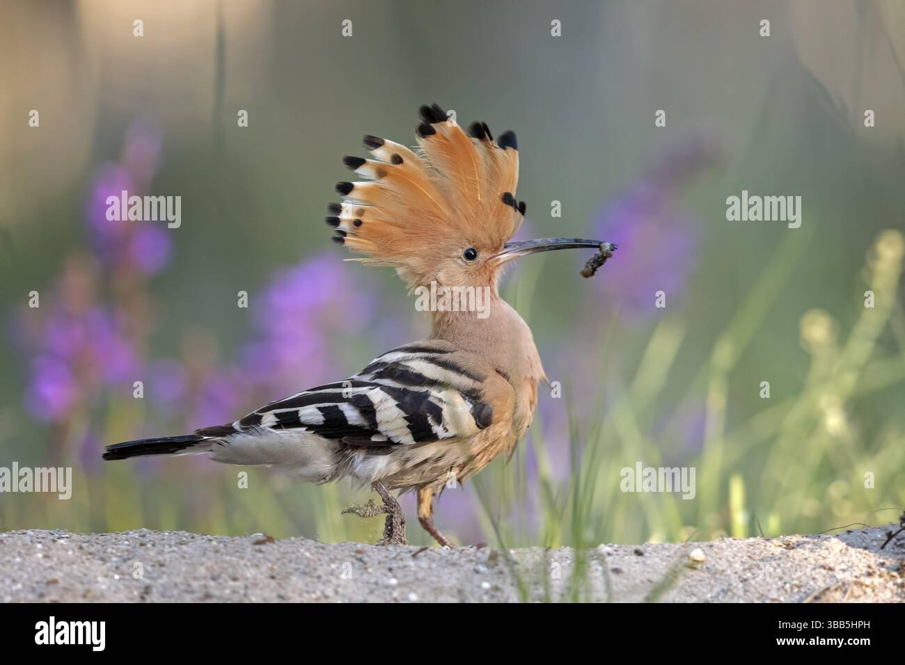 Eurasischer Wiedehopf (Upupa epops) männlich mit einem Wurm im Schnabel, Serbien, Europa Stockfoto
