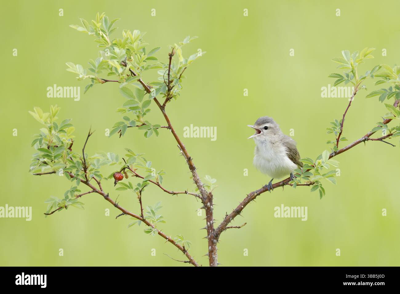 Warbling Vireo (Vireo gilvus) singend, Texas, USA, Nordamerika Stockfoto