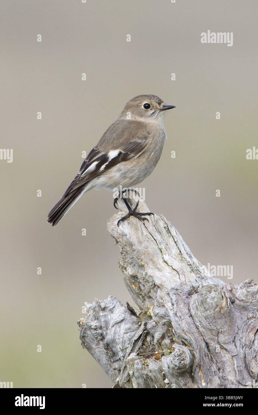 Flame Robin (Petroica phoenicea) weiblich, Victoria, Australien, Ozeanien Stockfoto