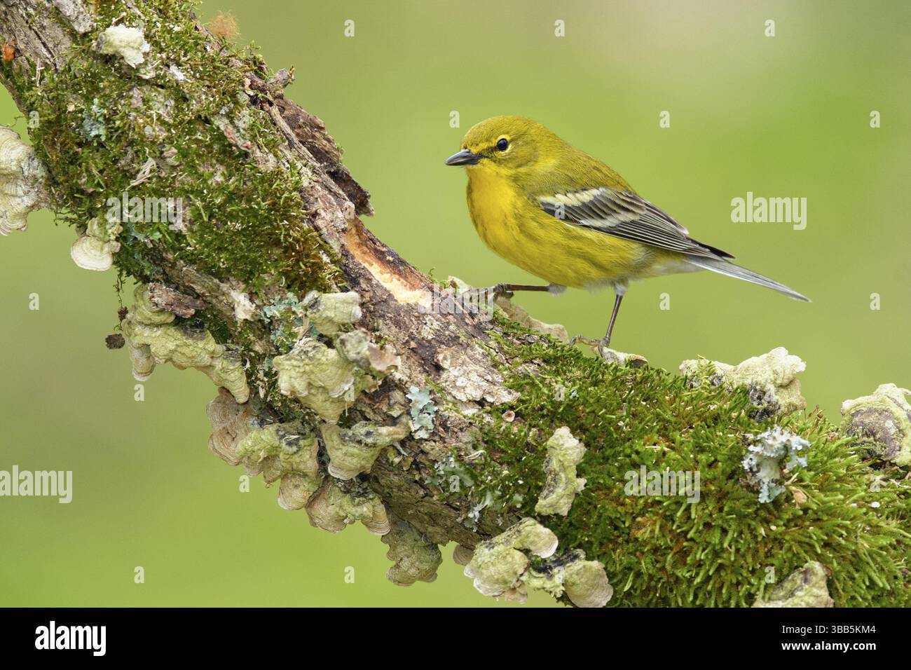 Kiefernfänger (Setophaga pinus) auf einem alten moosigen Zweig, Texas, USA, Nordamerika Stockfoto