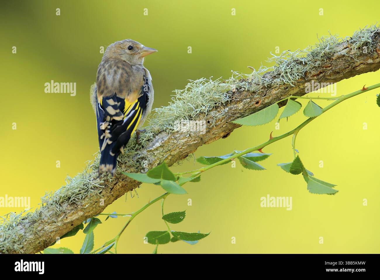 Europäischer Goldfink (Carduelis carduelis), Jungtier auf einem Zweig, Andalusien, Spanien, Europa Stockfoto