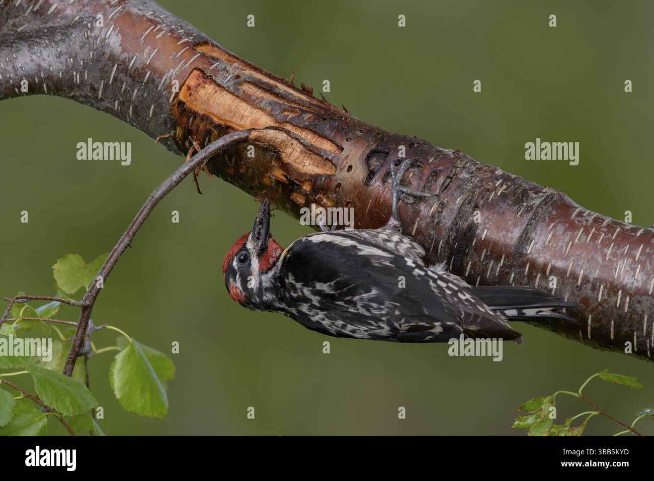 Rotnappelsauger (Sphyrapicus nuchalis), männlich auf einem Stamm, British Columbia, Kanada, Nordamerika Stockfoto