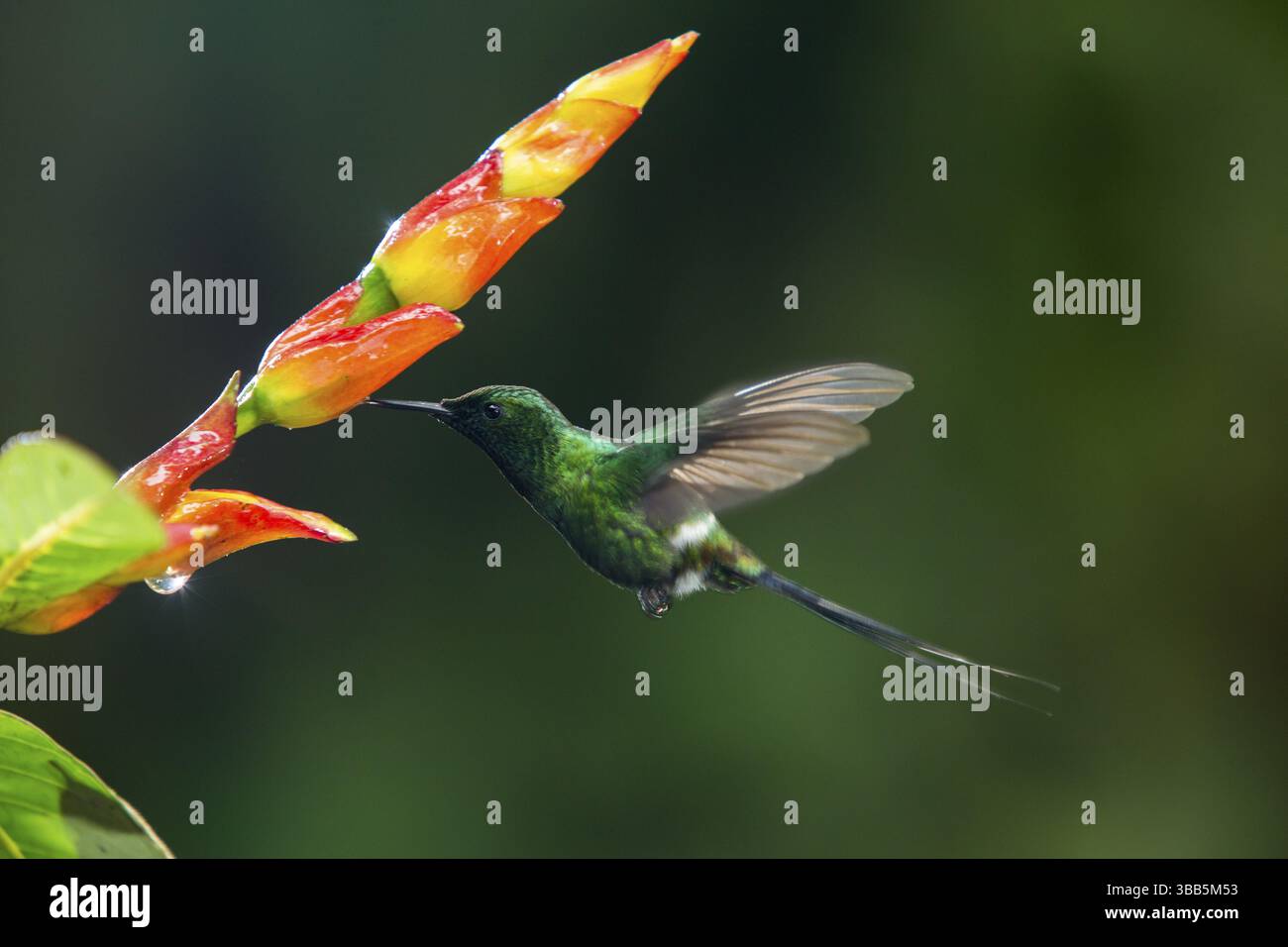 Grüner Dornschwanz (Discosura conversii), männlich, der auf Blütennektar fliegt und sich ernährt, Pichincha, Ecuador, Südamerika Stockfoto