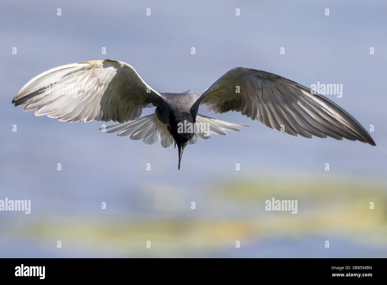Schwarzteere (Chlidonias niger) fliegen, Niederlande Stockfoto