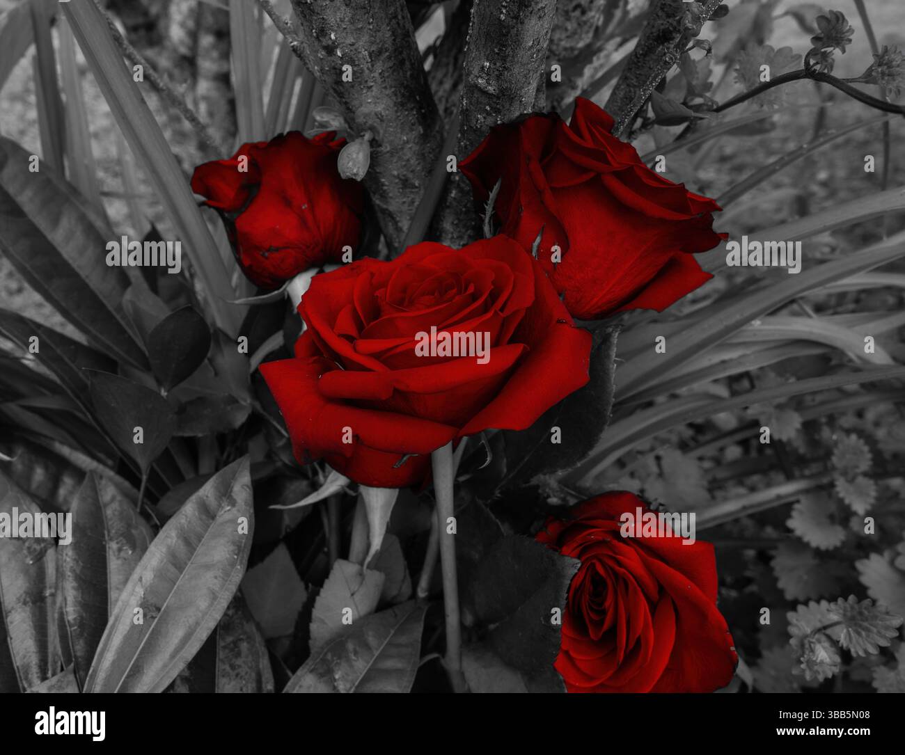 Vier rote Rosen blühen lebhaft vor einem entsättigten Hintergrund Stockfoto