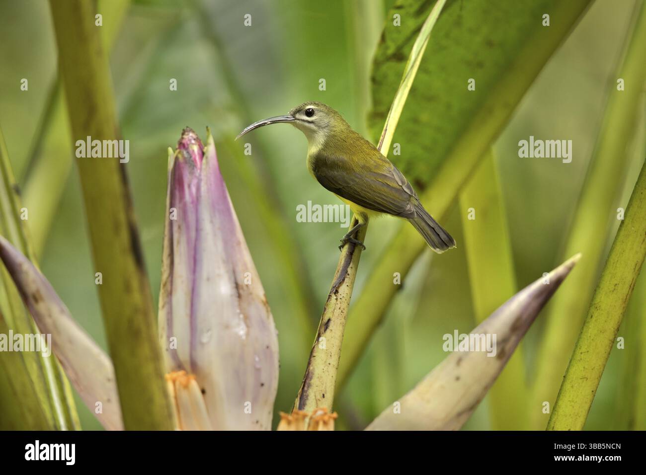 Little Spiderhunter (Arachnothera longirostra), Selangor, Malaysia, Asien Stockfoto