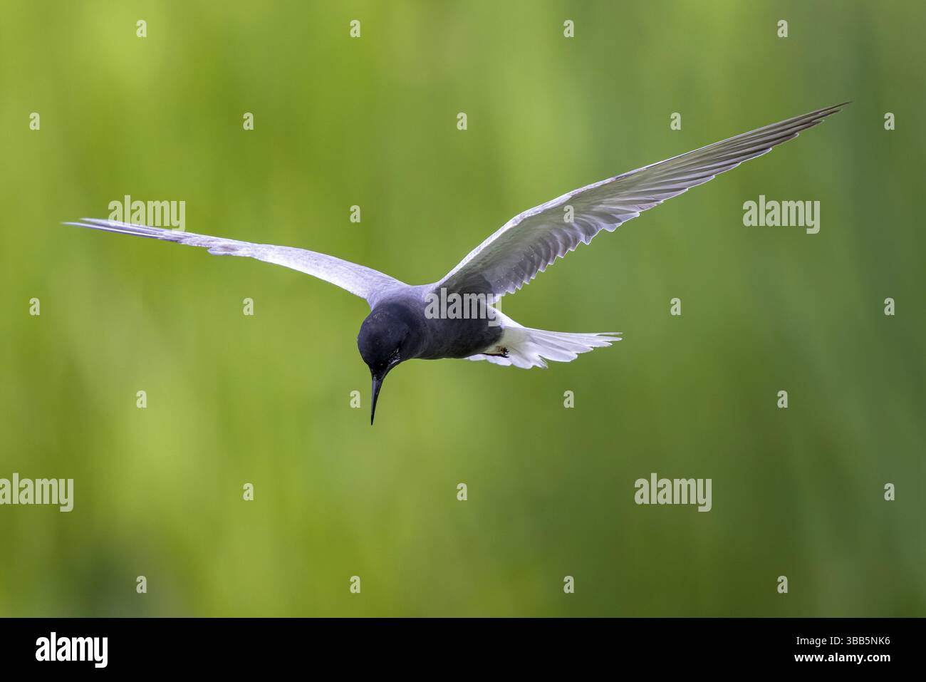 Schwarzteere (Chlidonias niger) fliegen, Niederlande Stockfoto