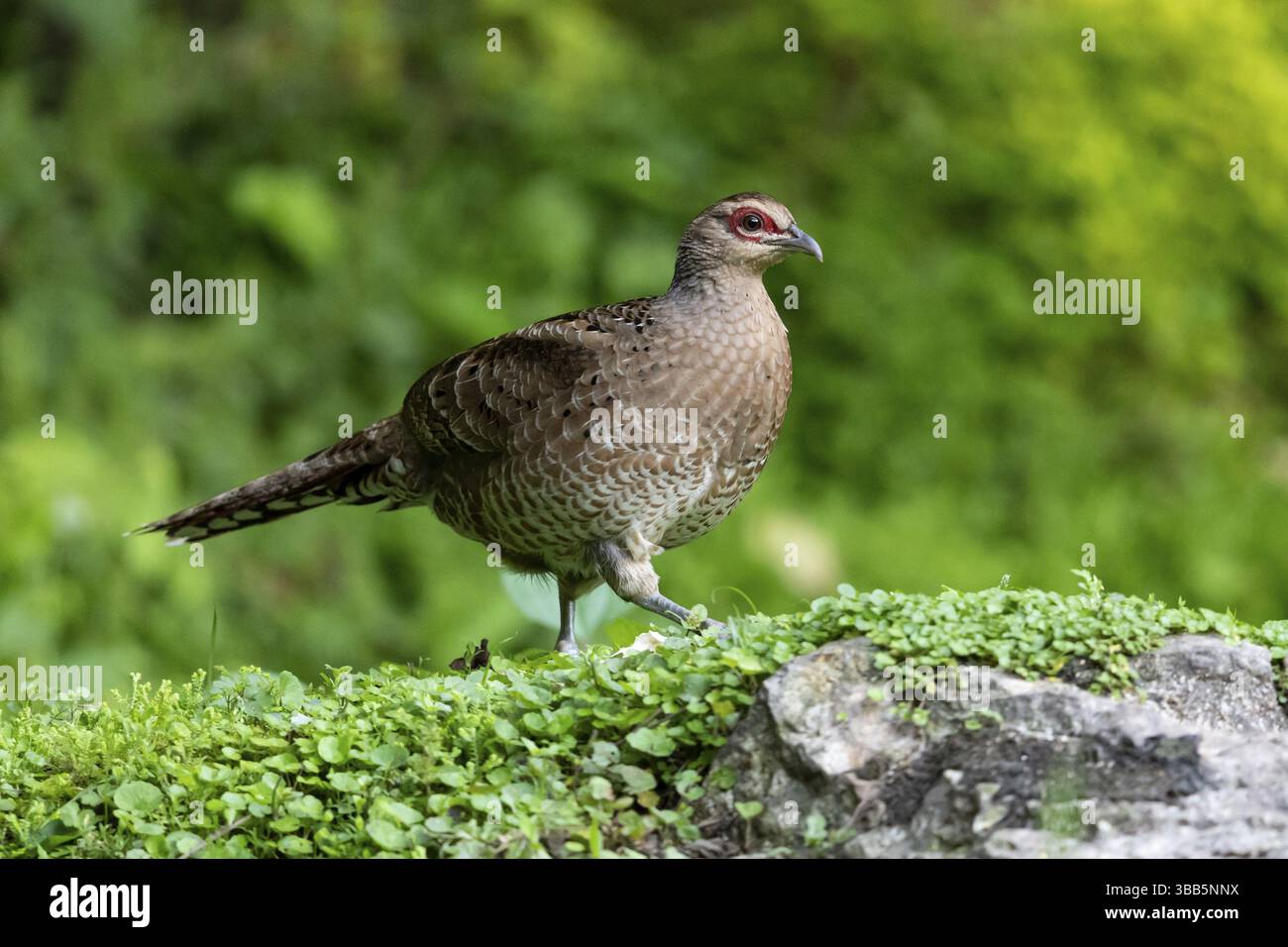 Mrs. Hume's Fasan (Syrmaticus humiae), Weibchen auf dem Boden, Yunnan, China, Asien Stockfoto
