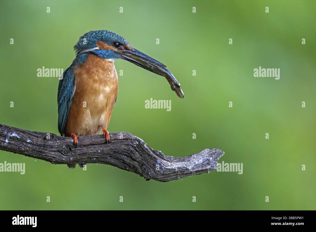 Gemeiner Eisvogel (Alcedo atthis) auf einem Zweig mit Fisch im Schnabel, Sachsen-Anhalt, Deutschland, Europa Stockfoto