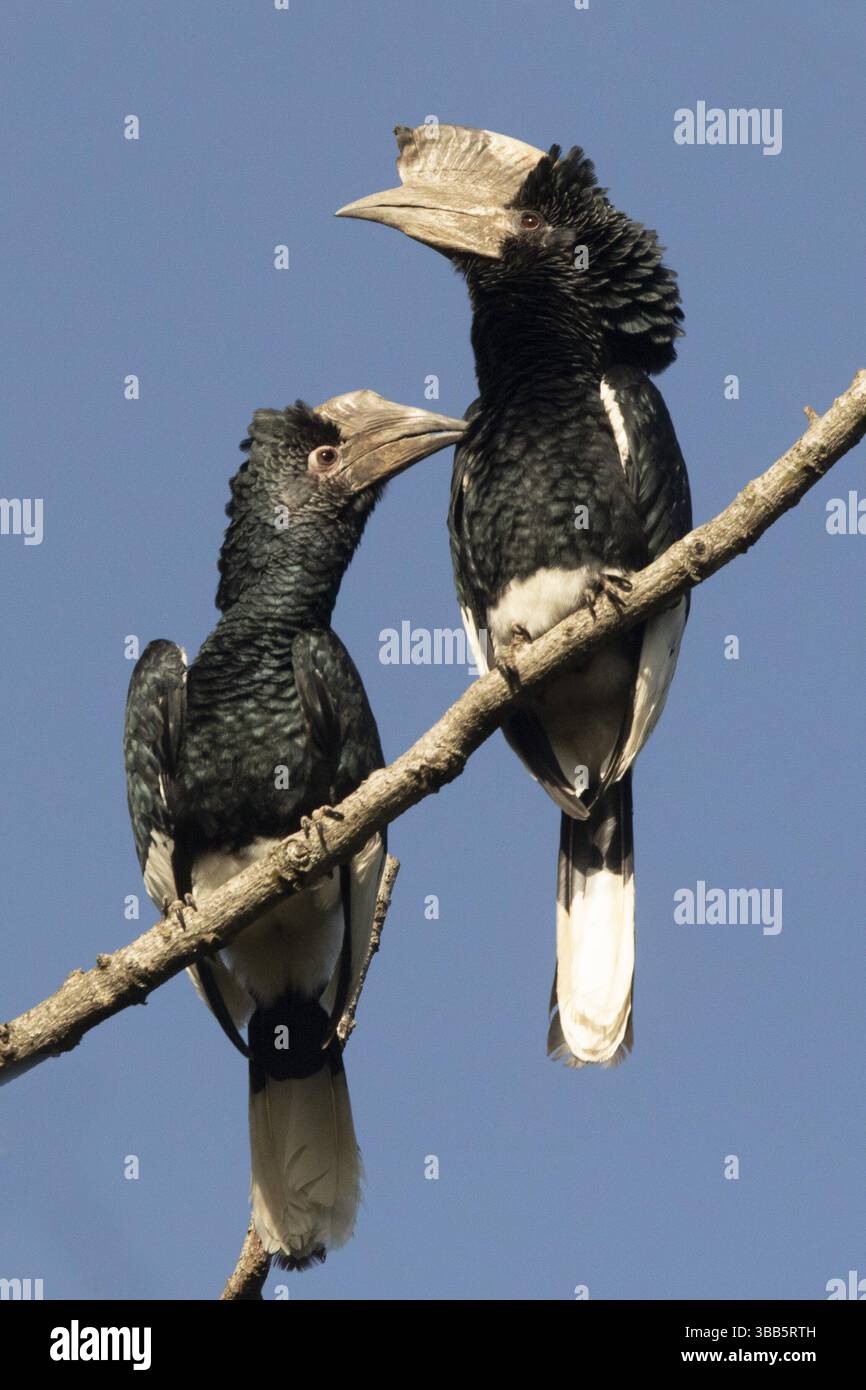 Schwarz-weiß-Casqued-Nashornschnabel (Bycanistes subzylindricus), das auf einem Zweig thront, Kakamega Forest, Kenia, Afrika Stockfoto