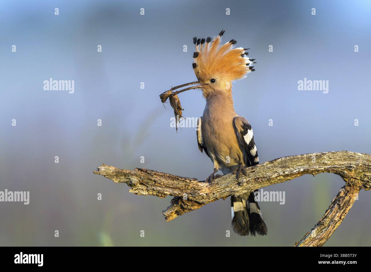 Eurasischer Wiedehopf (Upupa epops) mit Futter im Schnabel, Subotica, Serbien, Europa Stockfoto