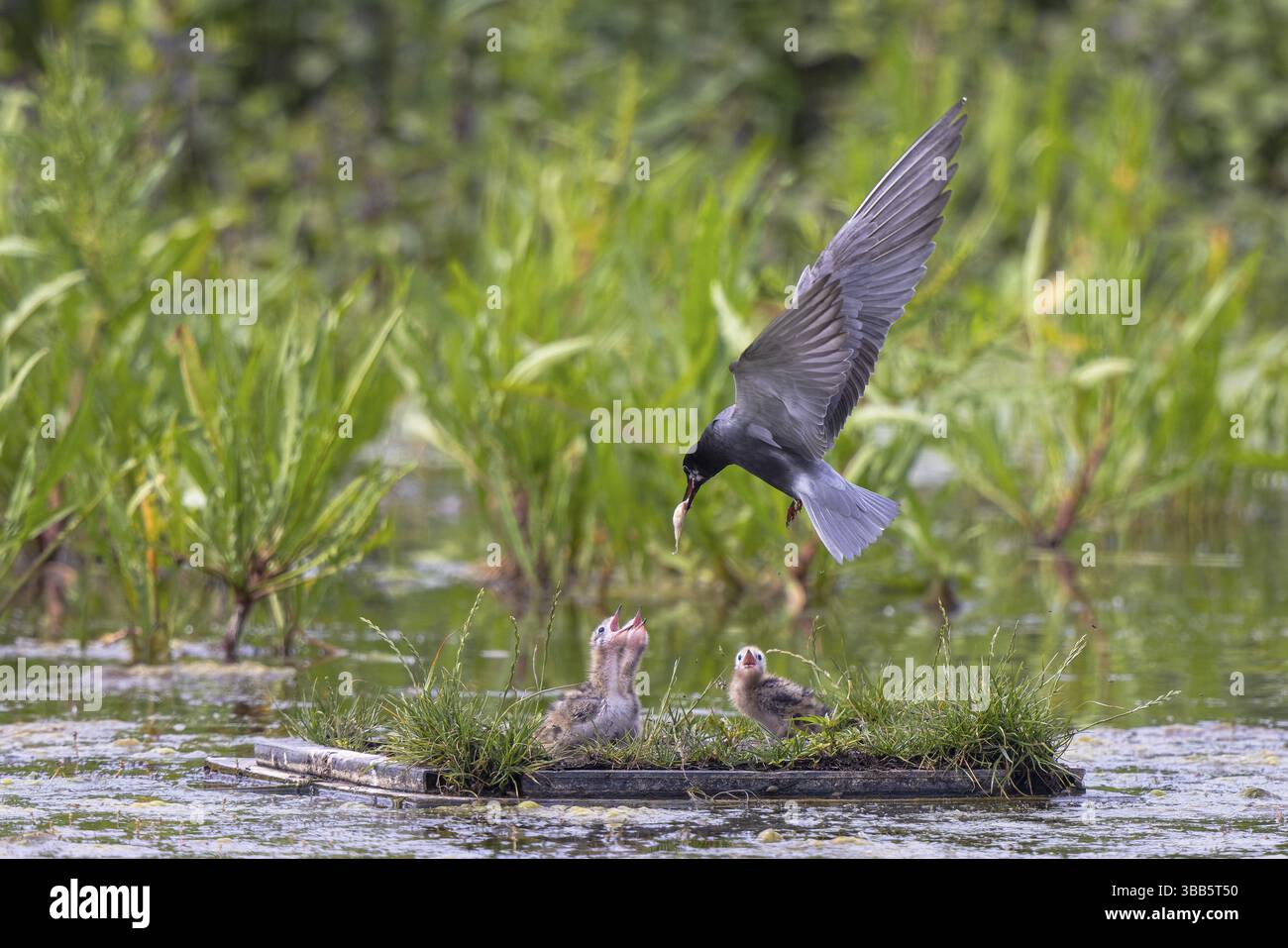 Schwarzteere (Chlidonias niger) füttert Küken im Flug, Niederlande Stockfoto