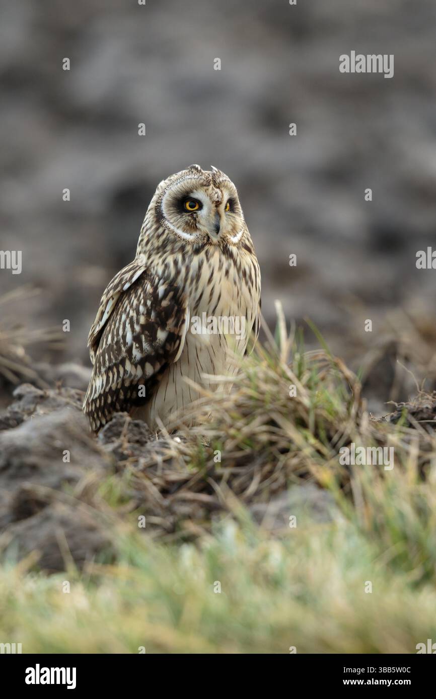 Velduil, Kurzohr-Eule, Asio flammeus Stockfoto