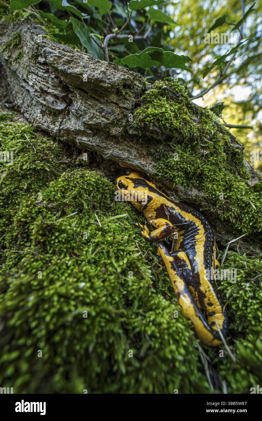 Feuersalamander (Salamandra salamandra bernardezi), endemische Unterart einiger Punkte in Nordspanien, Oviedo, Spanien, Europa Stockfoto