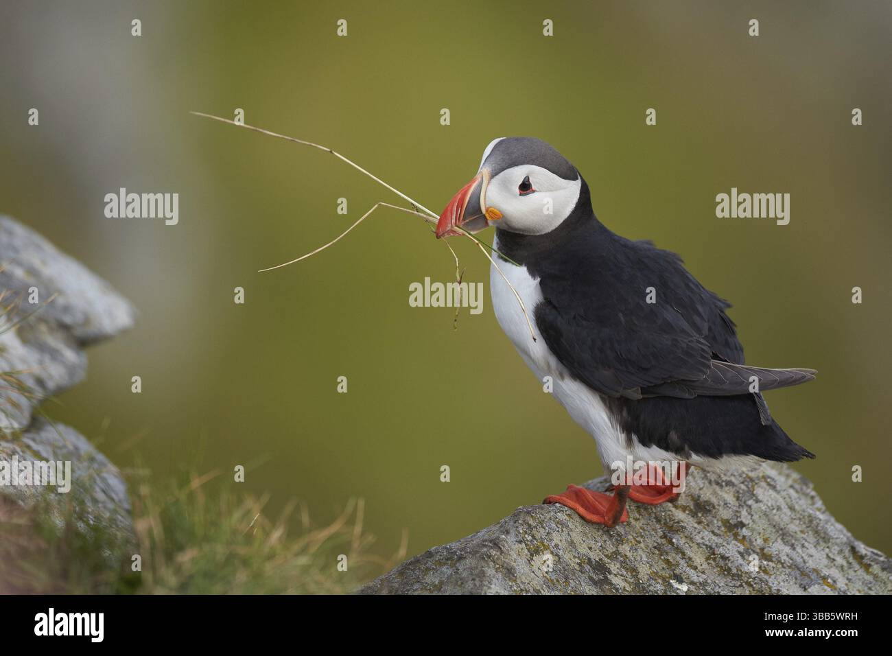 Atlantischer Puffin (Fratercula arctica) auf einer Klippe, Dovrefjell, Norwegen, Europa Stockfoto
