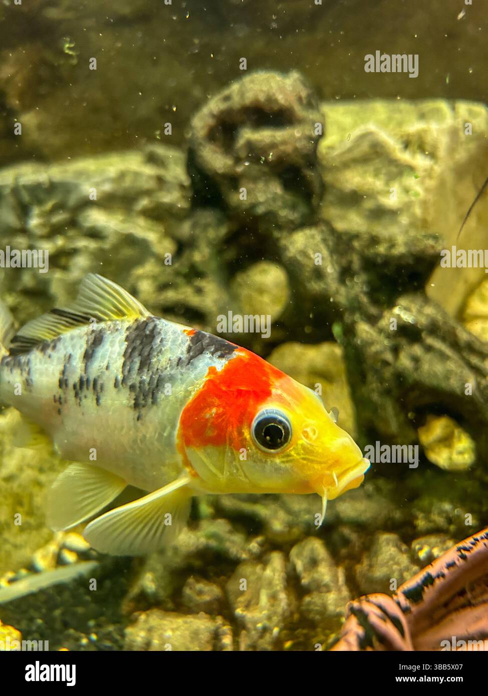 Nahaufnahme eines lebendigen Koi-Fisches mit roten, gelben und schwarzen Markierungen, die in einem klaren Aquarium mit felsigem Hintergrund schwimmen. - Smartphone-aufgenommenes Stockfoto