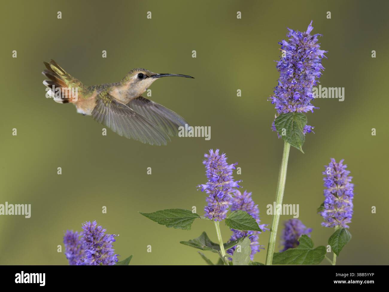 Lucifer Sheartail (Calothorax lucifer) Weibchen, die an Blumennektar fressen, Texas, USA, Nordamerika Stockfoto