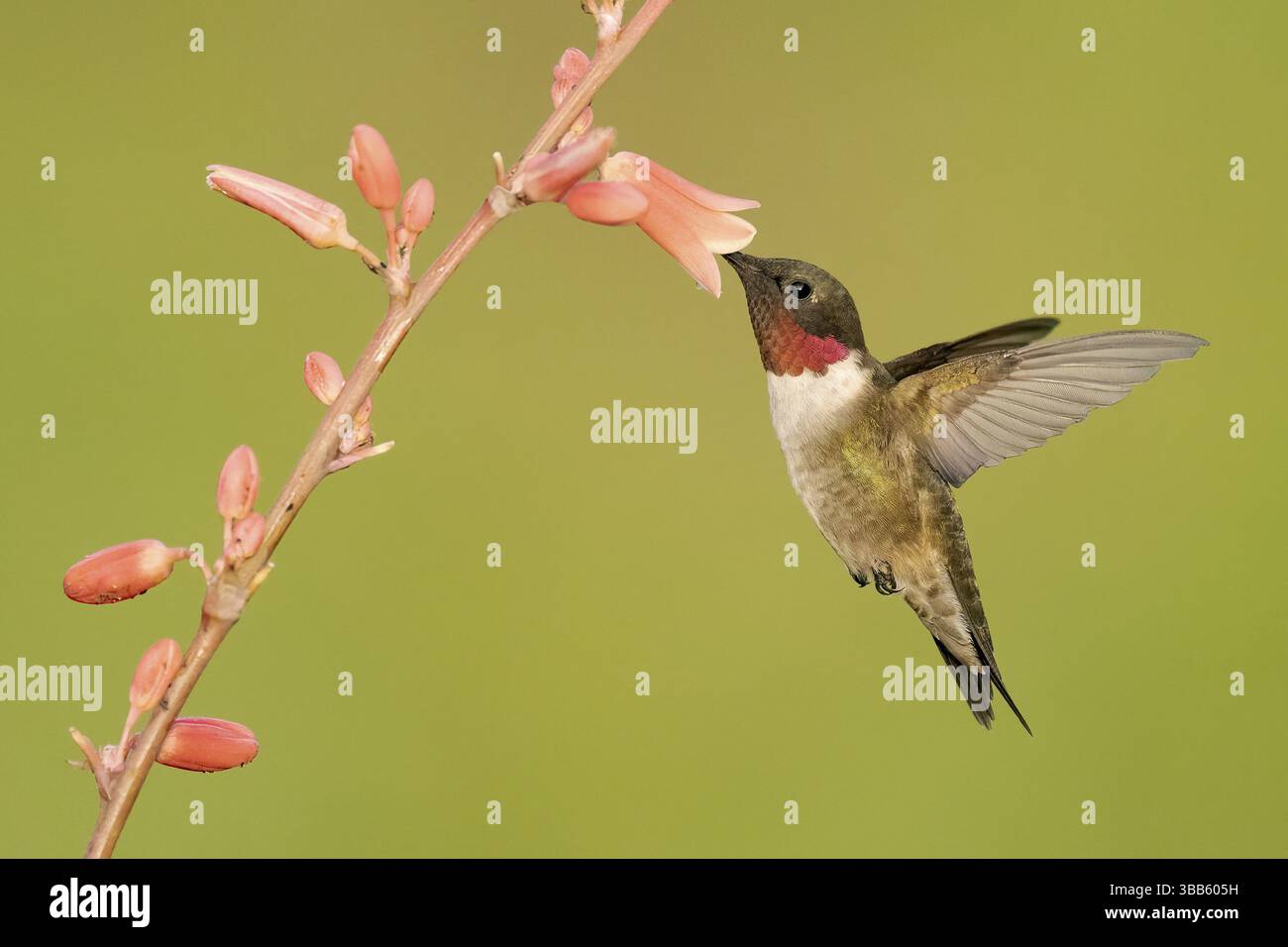 Ruby-throated Hummingbird (Archilochus colubris), der beim Füttern von Blütennektar fliegt, Texas, USA, Nordamerika Stockfoto