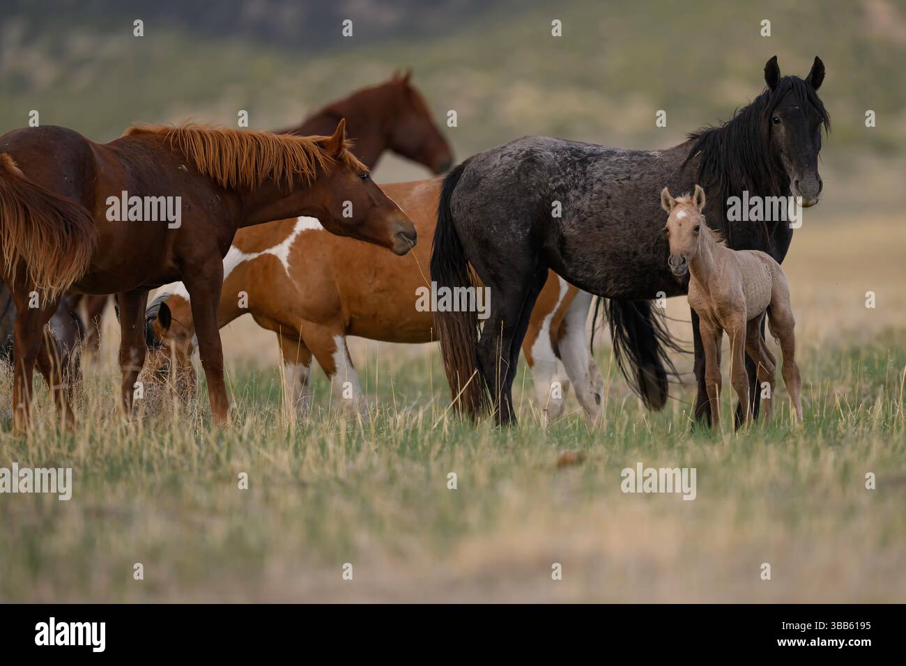 Wilde Pferdestute und Fohlen, Onaqui Herde, West Desert, Utah Stockfoto