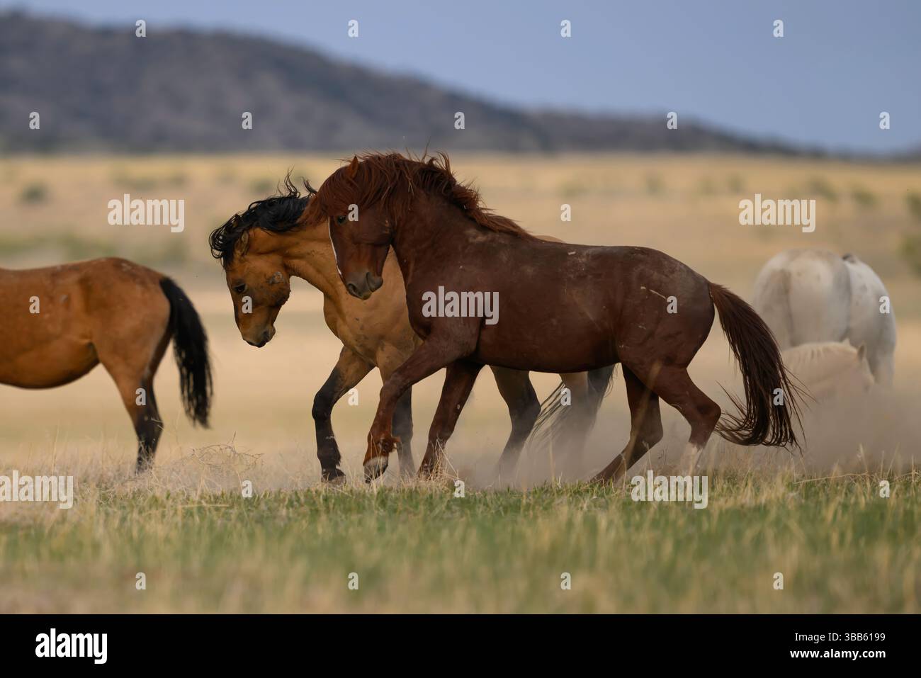 Wilde Pferdehengste kämpfen, Onaqui Herde, West Desert, Utah Stockfoto