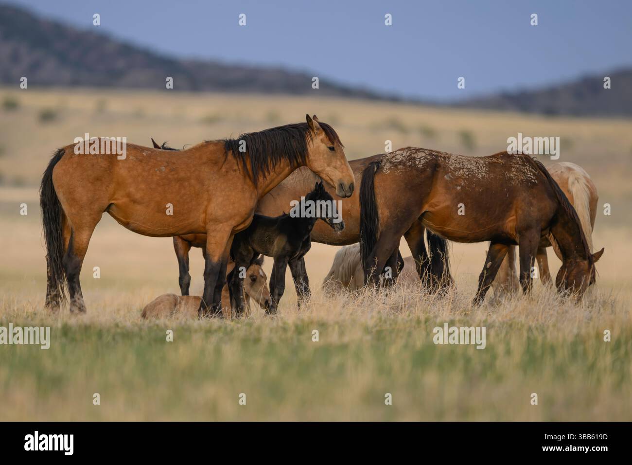 Wilde Pferdestute und Fohlen, Onaqui Herde, West Desert, Utah Stockfoto