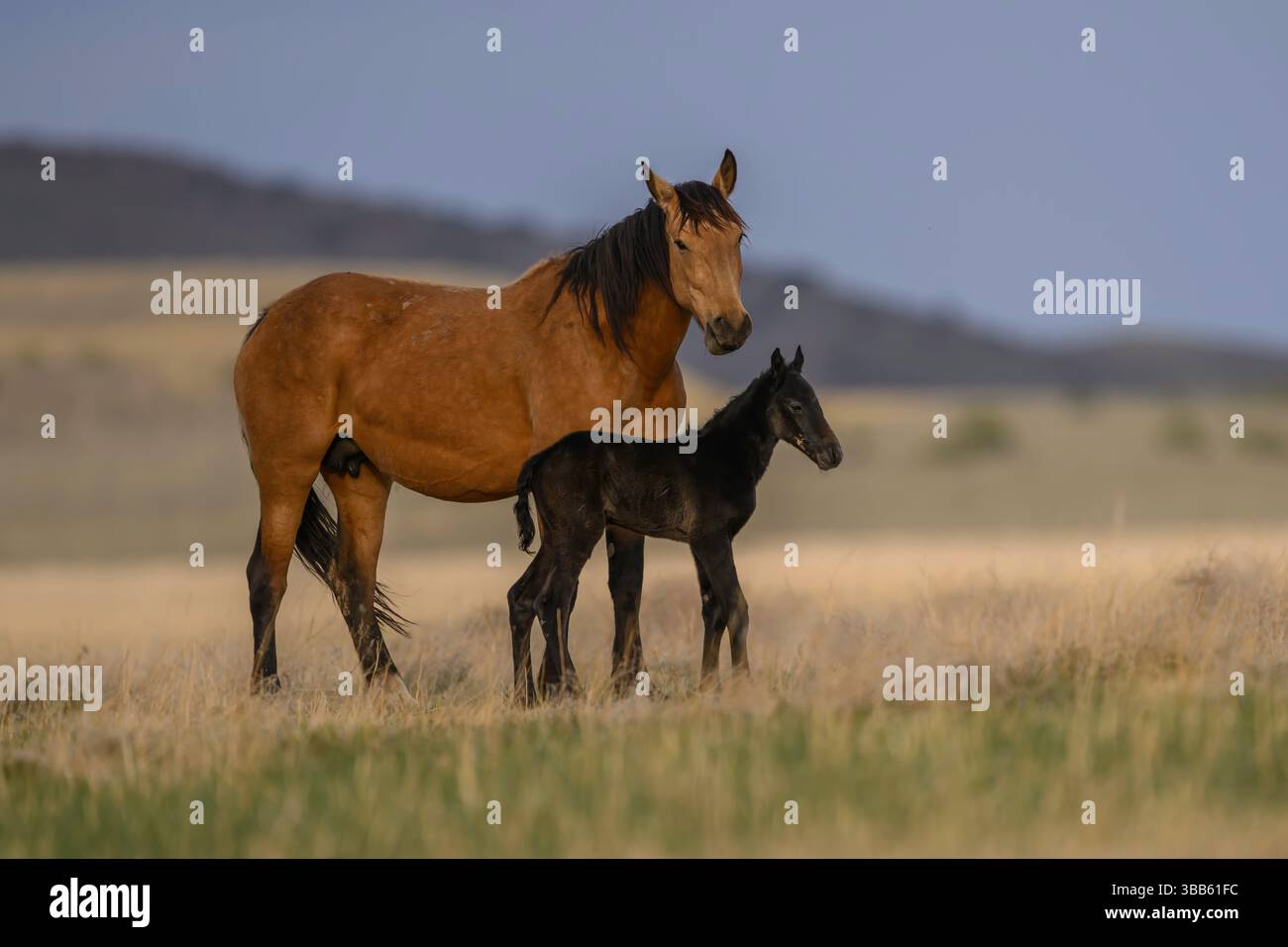 Wilde Pferdestute und Fohlen, Onaqui Herde, West Desert, Utah Stockfoto