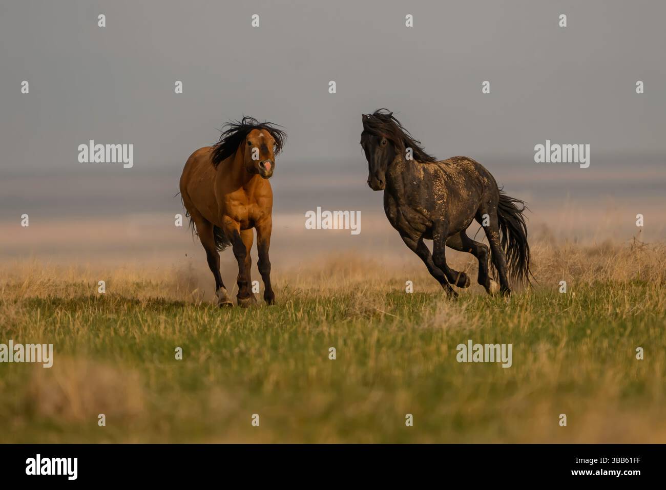 Wilde Pferdehengste kämpfen, Onaqui Herde, West Desert, Utah Stockfoto