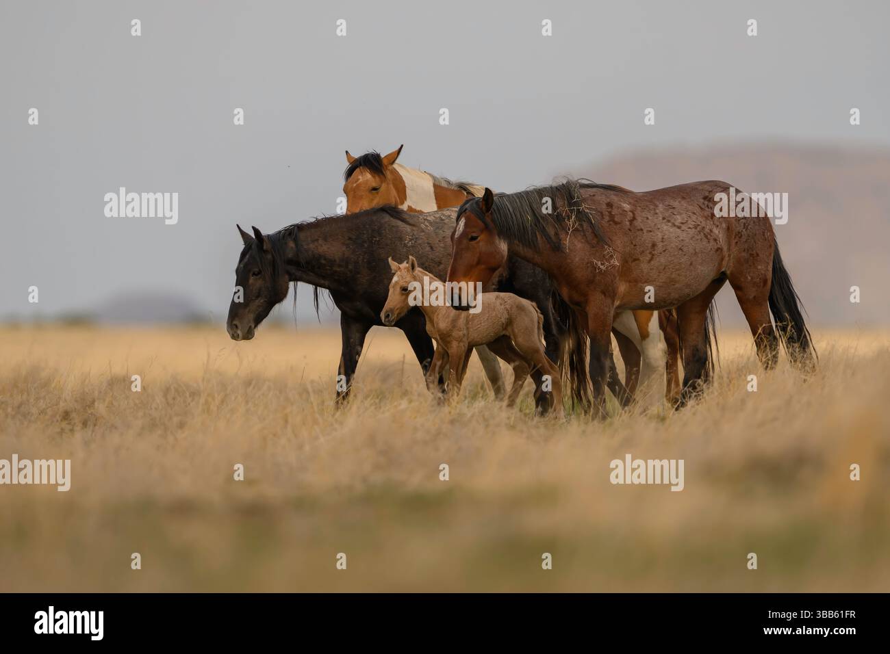 Wilde Pferdestute und Fohlen, Onaqui Herde, West Desert, Utah Stockfoto