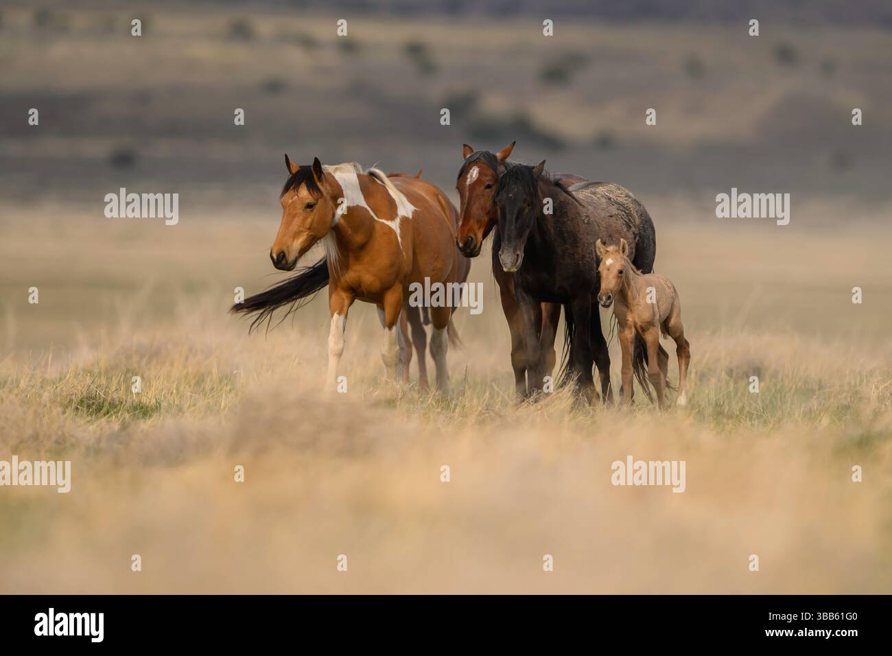 Wilde Pferdestute und Fohlen, Onaqui Herde, West Desert, Utah Stockfoto